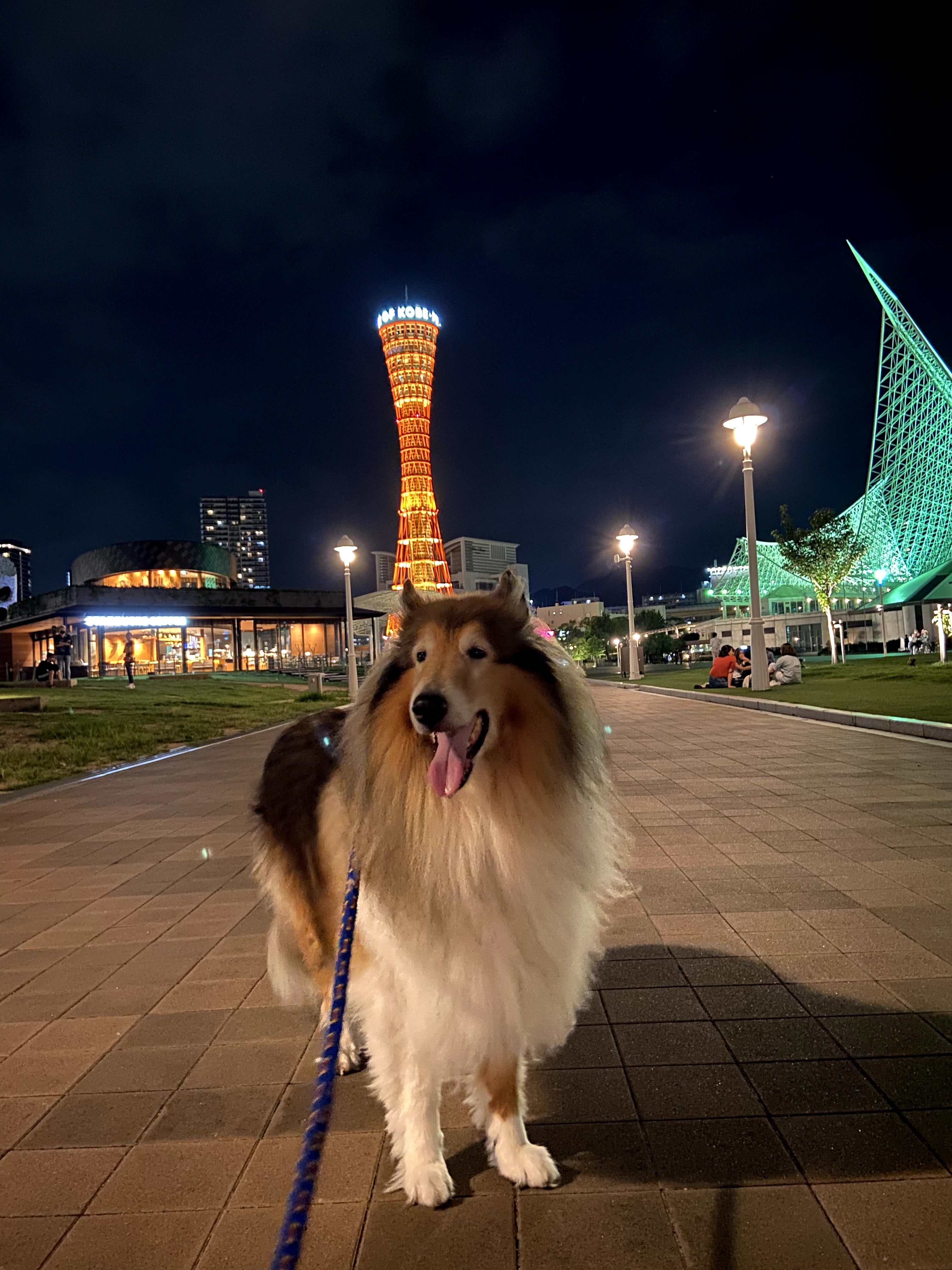 神戸　犬散歩